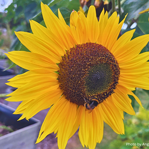 Aston Clinton Parish Council Allotments