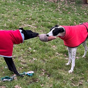 Greyhound Trust Shropshire & Borders Fizz and Chardonnay