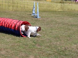 Ilminster and District Lions Club Dog Shows/Rally