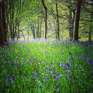 Newton on the Moor & Swarland Parish Council GALLERY