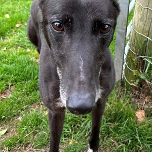 Greyhound Trust Shropshire & Borders Bentley