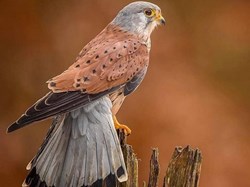 Chollerton Parish Council Home