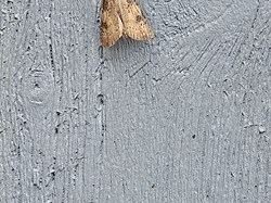 ? Moth