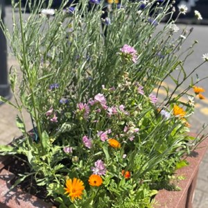 Town planters blooming