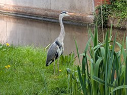 Sambourne Parish Council Wildlife sightings in Sambourne Parish