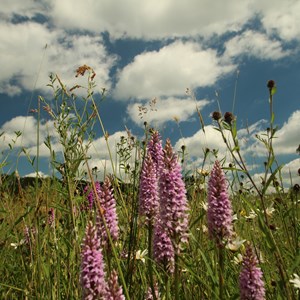 Wild Orchids