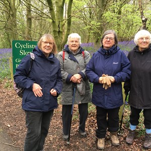 Bluebell wood 2024