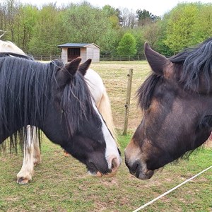 Louth & District Lions Lincolnshire Wolds RDA