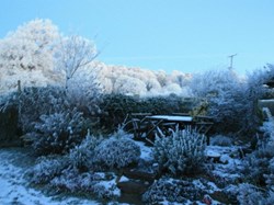 Winter scene