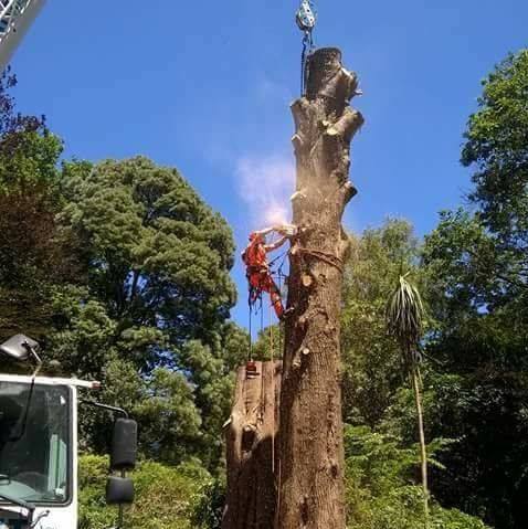 Bettisfield Village Hall Community Association Specialist Tree Solutions