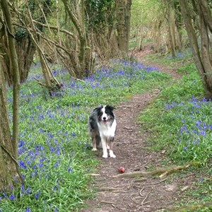05. Collie