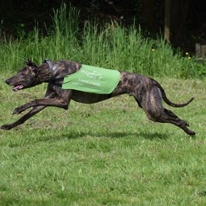 Greyhound Trust Shropshire & Borders Frankie