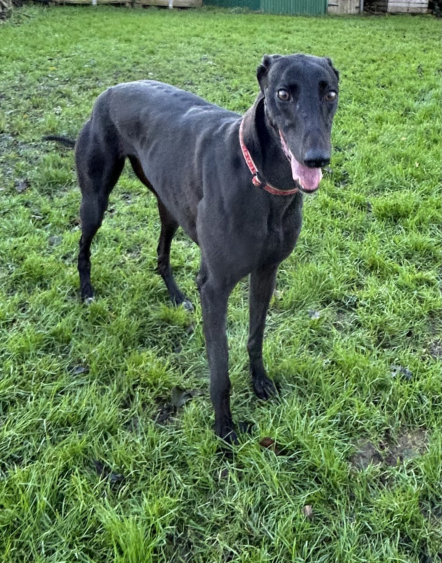 Greyhound Trust Shropshire & Borders Elle