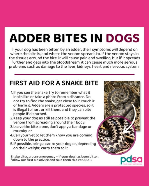 Farringdon Parish Council Hampshire Adder Bites In Dogs