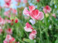 Droxford Village Community Summer Show 2025