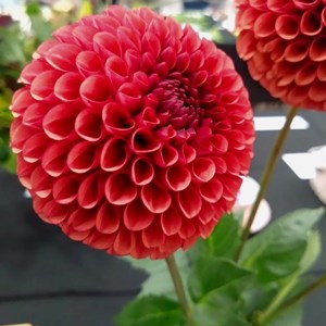 Mannings Heath & District Horticultural Society Summer Show 2025