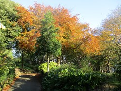 Autumn Colour 1