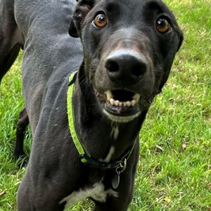 Greyhound Trust Shropshire & Borders Jimbo