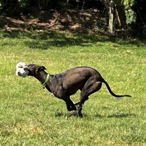 Greyhound Trust Shropshire & Borders Belinda