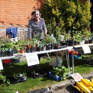 Mickleham and Westhumble Horticultural Society September 2021 show pictures