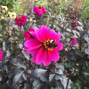 BETHERSDEN GARDENER'S SOCIETY Photo Gallery