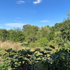 Buckland Dinham Nature Group