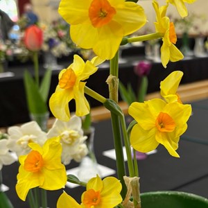 Mannings Heath & District Horticultural Society Photo Gallery