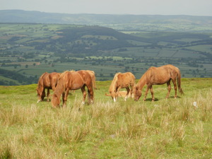 Horses on the Brown Clee