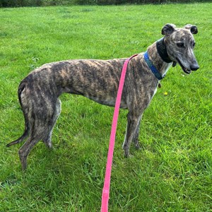 Coco - on behalf of another charity.
