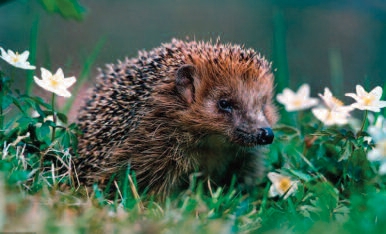 Fernwood Residents Association Hedgehog Watch