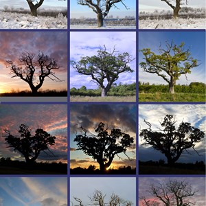 Gautby Oak Though the Seasons