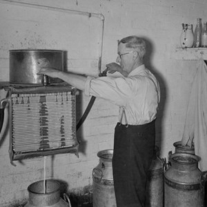 Milk being cooled at Lamperts farm.