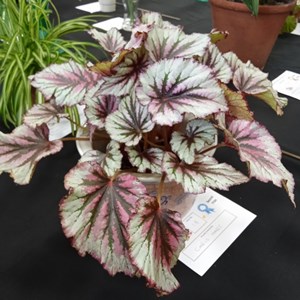 Mannings Heath & District Horticultural Society Photo Gallery