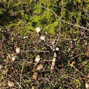 Sparrows - Phil Taylor