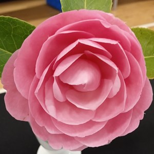 Mannings Heath & District Horticultural Society Photo Gallery