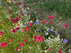 Rodmell Parish Council Rodmell Wildflower Project