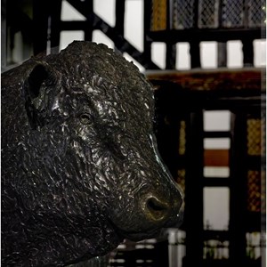 11. Bull before the house.
