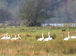 Whooper swans. Photo by Stephen Lloyd-Smart