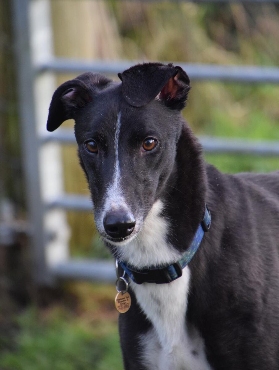 Greyhound Trust Shropshire & Borders Paul - RESERVED