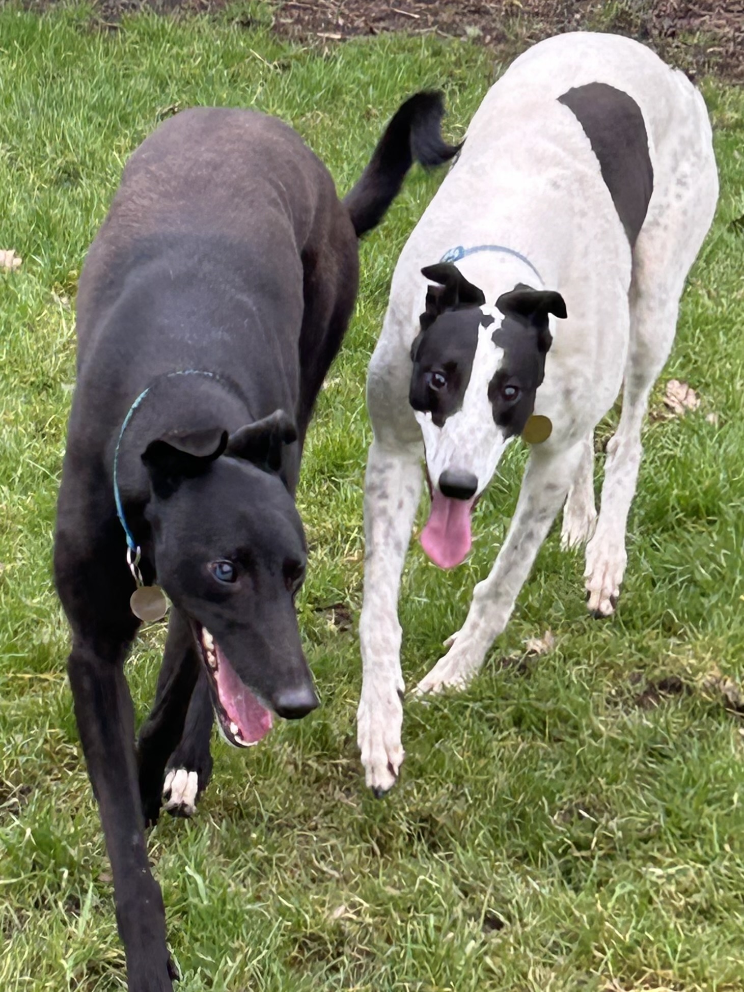 Greyhound Trust Shropshire & Borders Fizz and Chardonnay