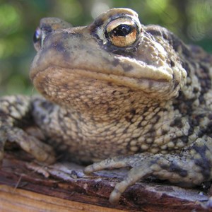 Sustainable Bourne Valley Toad Yearly News