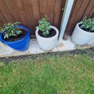Castle Camps Bowls Club Castle Camps Open Gardens June 2026
