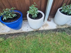 Castle Camps Bowls Club Castle Camps Open Gardens June 2026