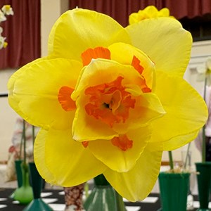 Mannings Heath & District Horticultural Society Photo Gallery