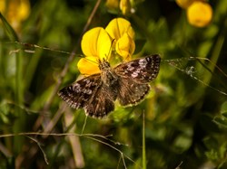 Dingy Skipper