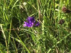 Sustainable Bourne Valley Lush Meadow