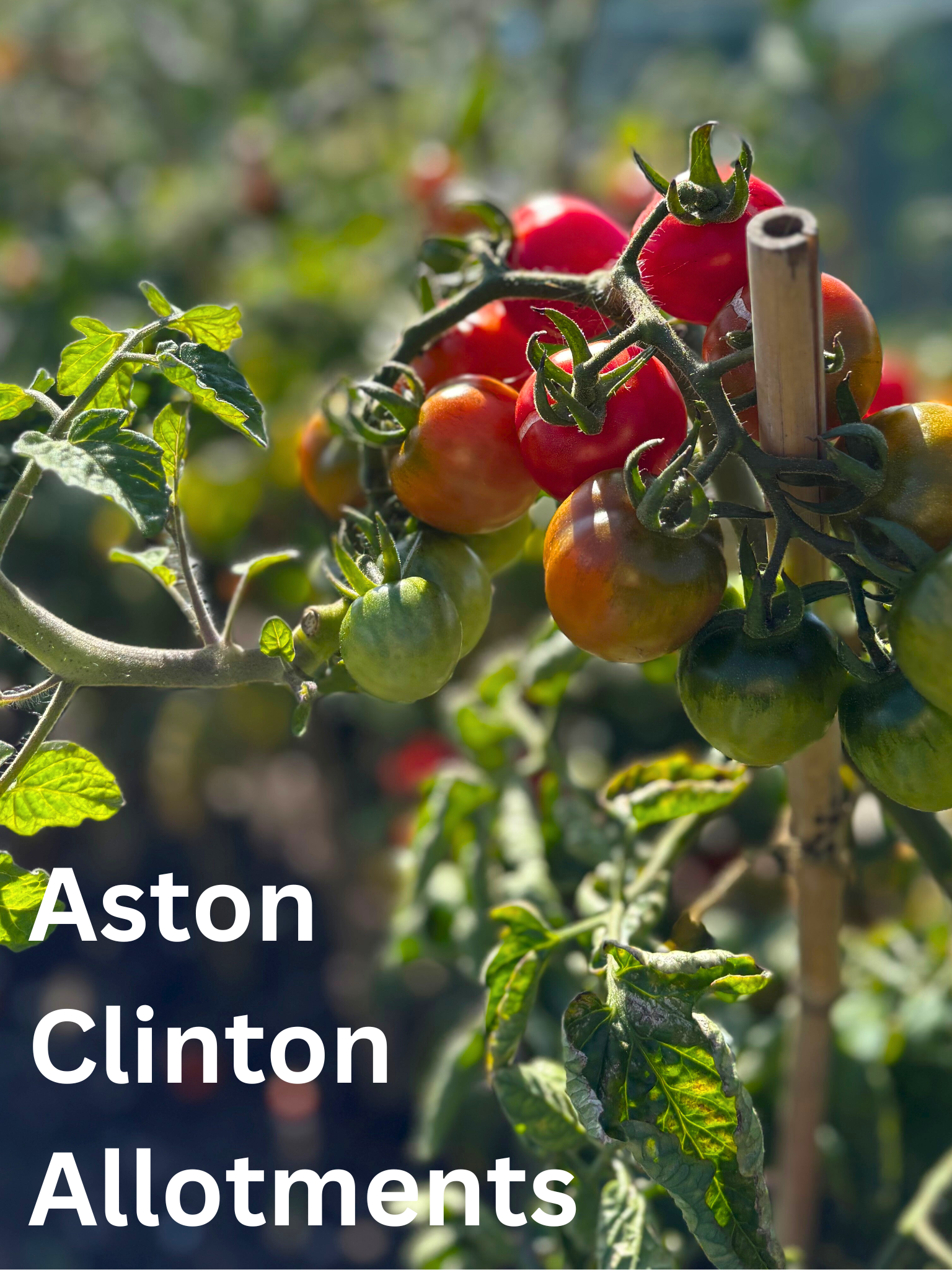 Photo of tomatoes in Allotment in Aston Clinton Allotment