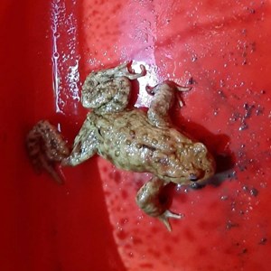Sustainable Bourne Valley Toad Yearly News