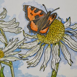 'White Echinacea and Butterfly' Watercolour by Stuart Burn