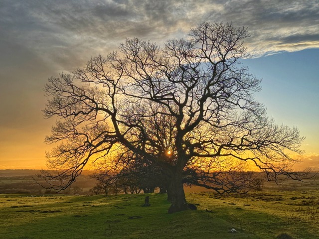 Newton on the Moor & Swarland Parish Council Management of Trees